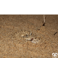 گونه مار افعی شاخدار عربی Desert Horned Viper